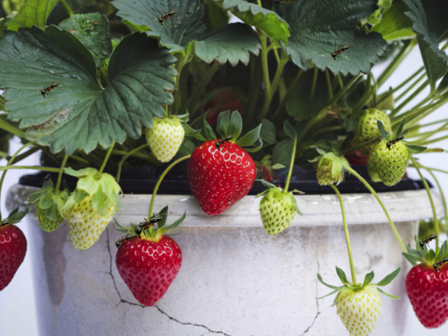 Protect Strawberries from Ants: Simple, Effective Solutions