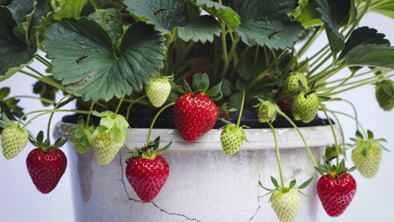 Protect Strawberries from Ants: Simple, Effective Solutions