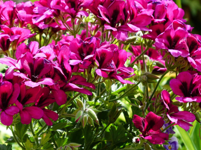 Are Coffee Grounds Good for Petunias? Yes — Here’s How to Use Them