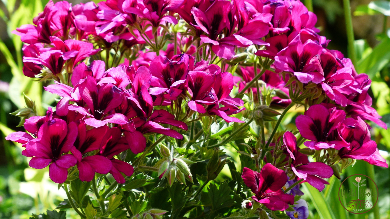 Are Coffee Grounds Good for Petunias