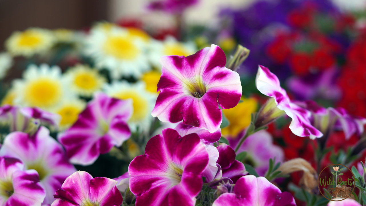 Are Coffee Grounds Good for Pomegranate Trees