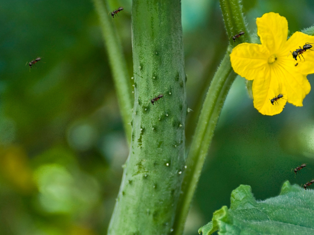Ants on Cucumber Flowers: A Stunning Symbiosis