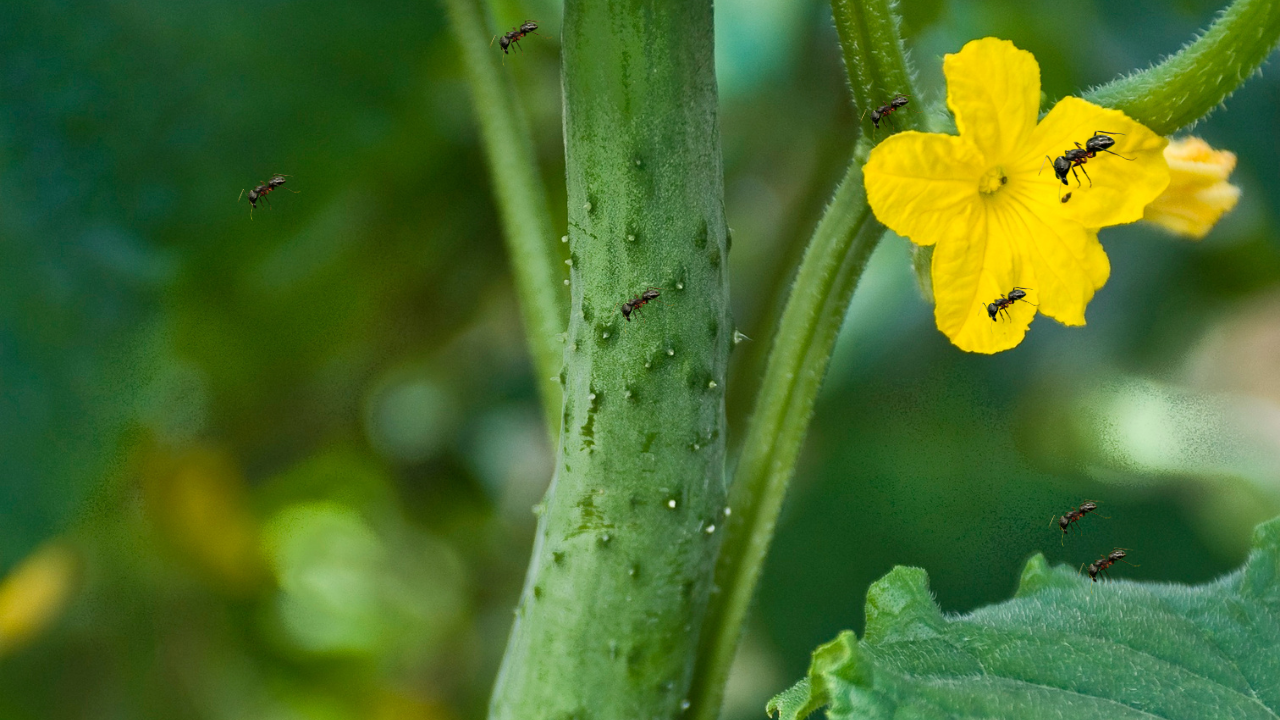 Ants on Cucumber Flowers: A Stunning Symbiosis