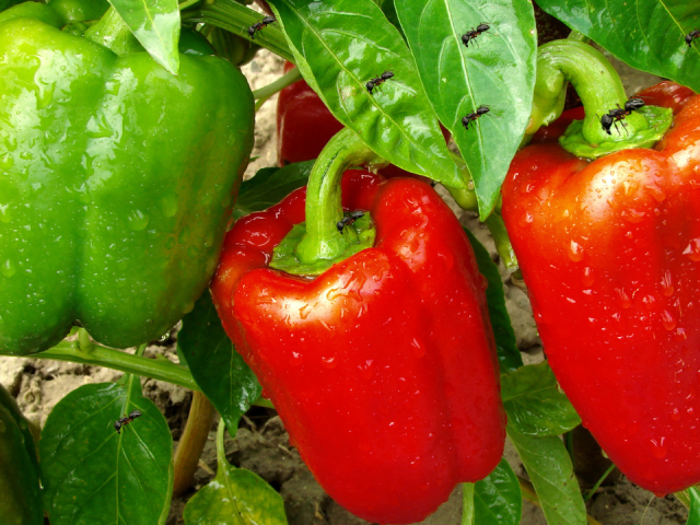 Ants on Pepper Plants: Essential Control Guide