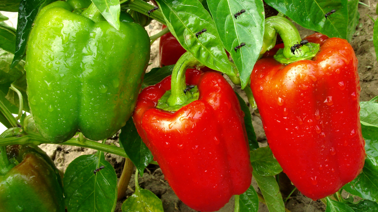 Ants on Pepper Plants: Essential Control Guide