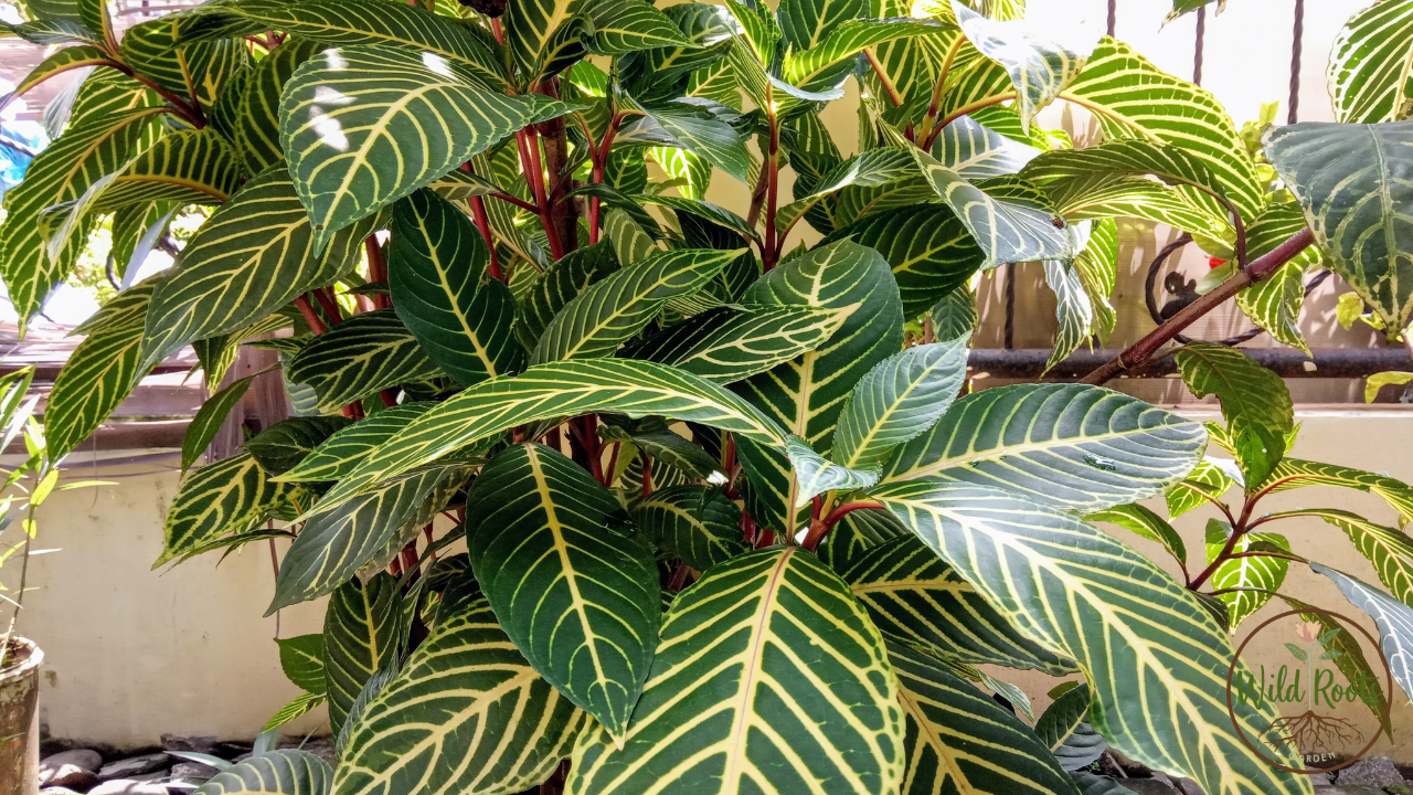 Zebra Plant Leaves Falling Off? Causes, Fixes, and How to Save Your Calathea