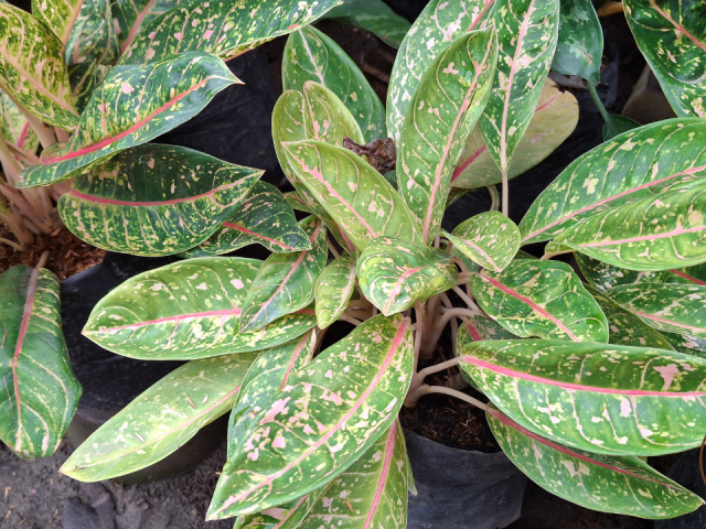 Zebra Plant Leaves Falling Off? Causes, Fixes, and How to Save Your Calathea