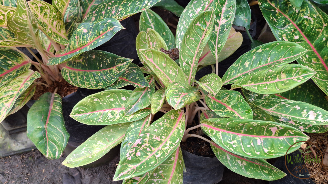 Zebra Plant Leaves Falling Off? Causes, Fixes, and How to Save Your Calathea