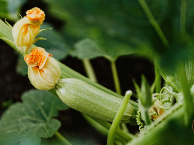 Zucchini Leaves Turning Brown and Curling: Causes, Solutions, and How to Save Your Plants