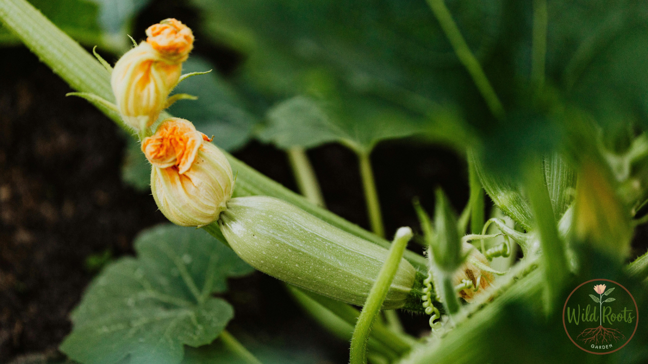 Zucchini Leaves Turning Brown and Curling