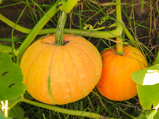 Ants on Pumpkin Plants: Surprising Benefits & Risks