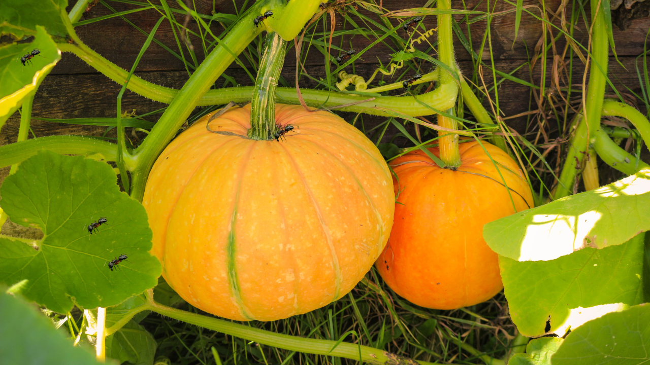 Ants on Pumpkin Plants: Surprising Benefits & Risks