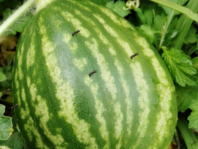 Ants on Watermelon Plants: Effortless Prevention Guide