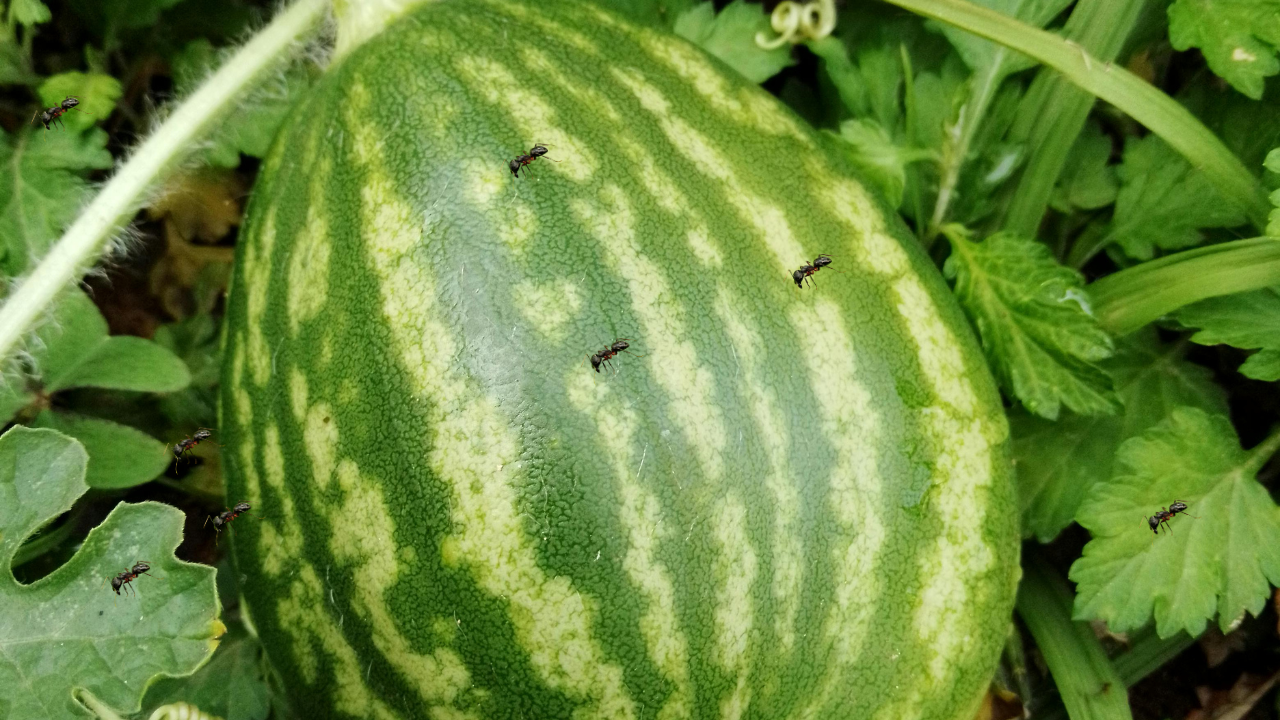 Ants on Watermelon Plants: Effortless Prevention Guide