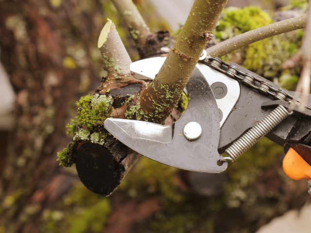 Apple Tree Cuttings: Effortless Water Propagation Guide