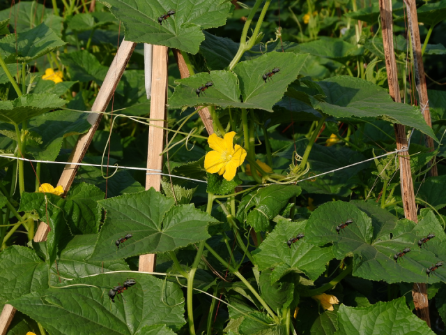 Ants on Cucumber Plants: Effective and Effortless Solutions