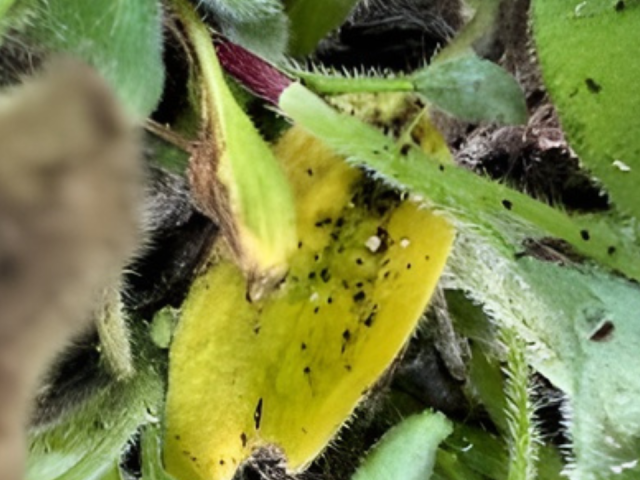 Aphids on Black-Eyed Susans: Essential Control Guide