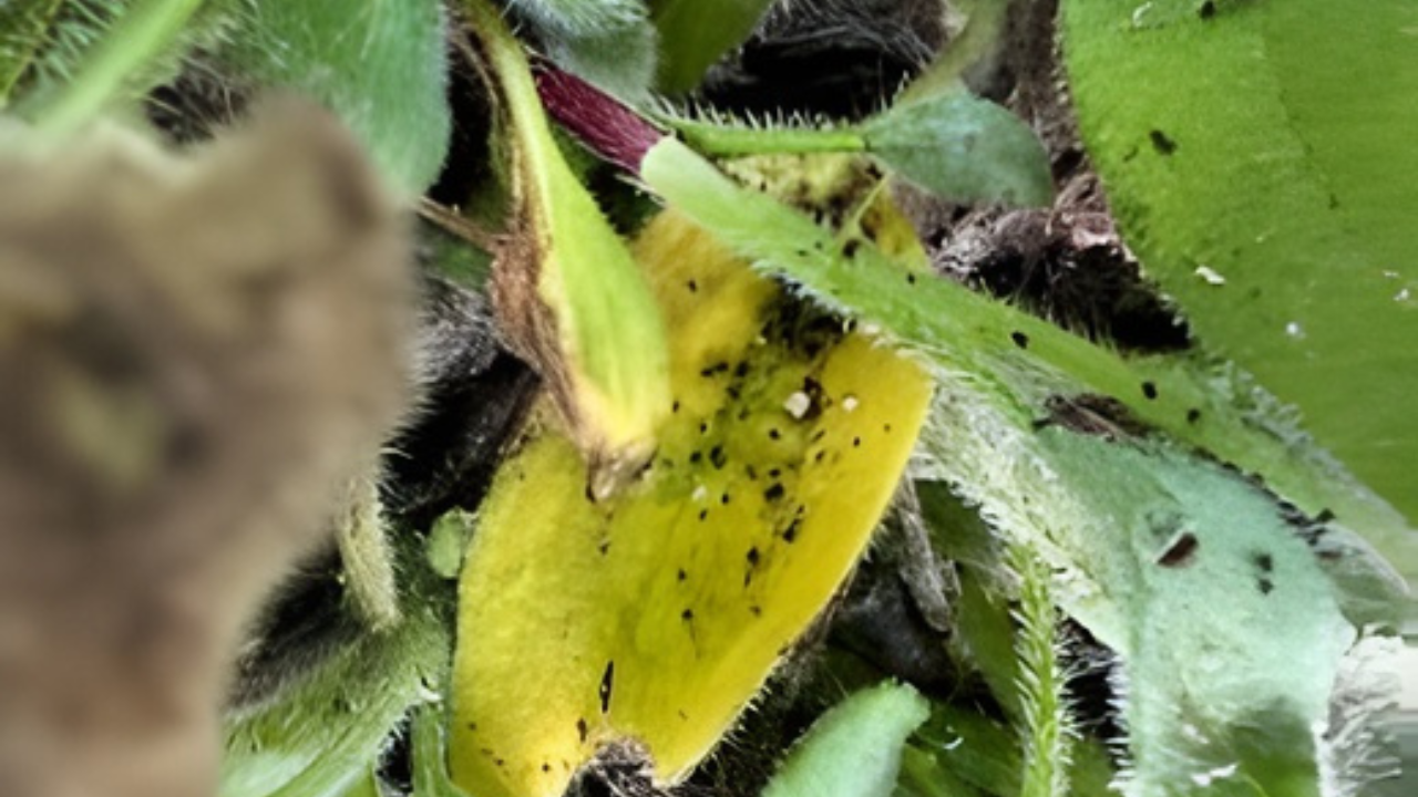 Aphids on Black-Eyed Susans: Essential Control Guide