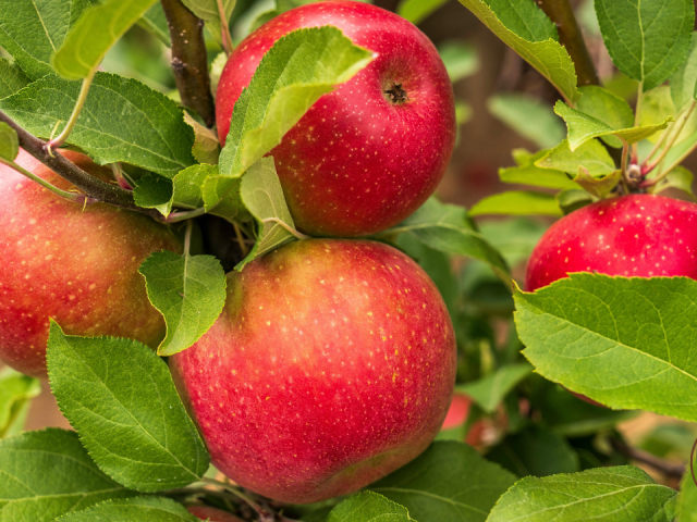 Apple Tree Not Growing Leaves: Essential Fixes for Healthy Growth