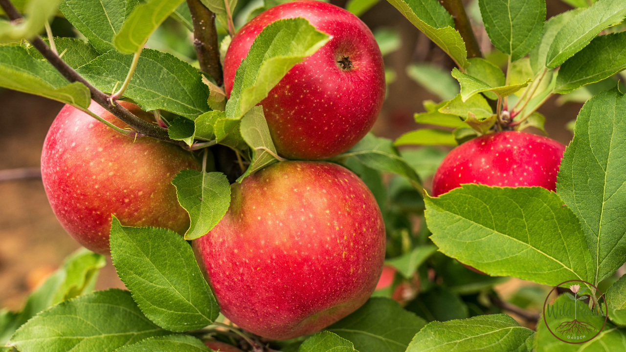 Apple Tree Not Growing Leaves: Essential Fixes for Healthy Growth