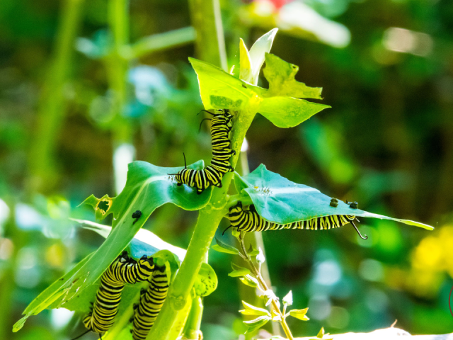 Are Caterpillars Bad for Your Garden? The Good, the Bad, and How to Manage Them