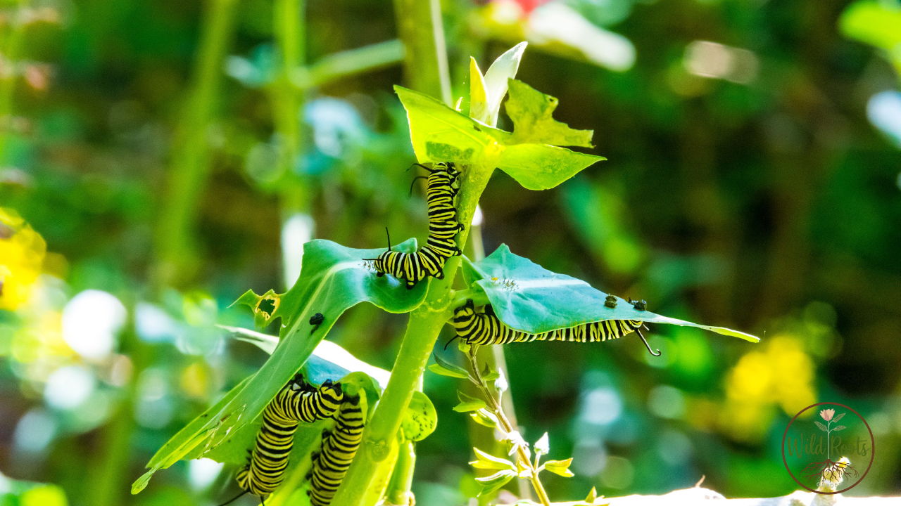 Are Caterpillars Bad for Your Garden? The Good, the Bad, and How to Manage Them