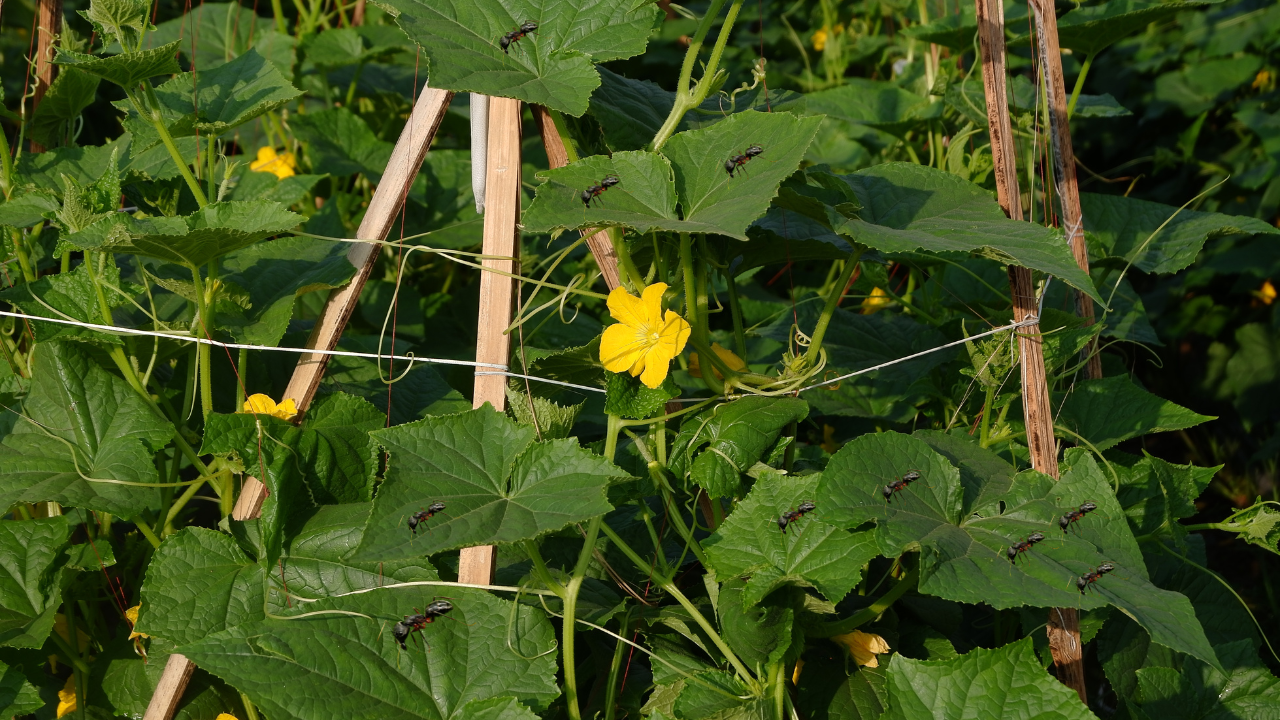 Ants on Cucumber Plants