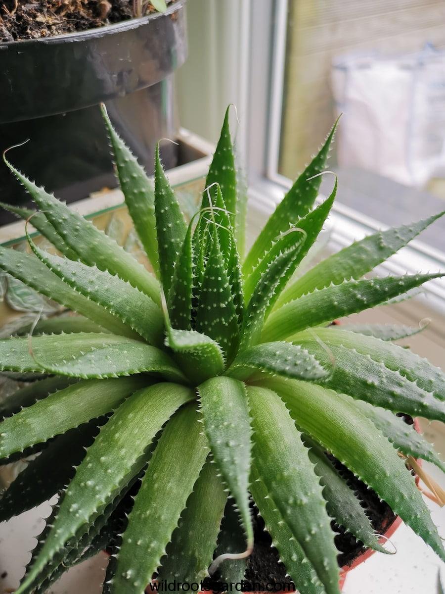 How to Care for Your Aloe Vera Plant During Winter,green Aloe Vera plant