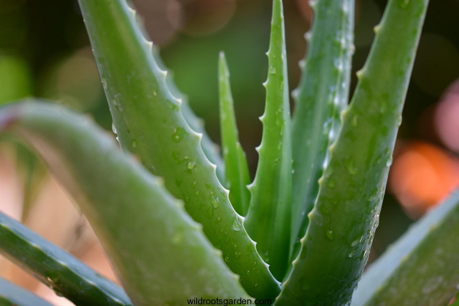 Aloe Vera for Dark Spots,green aloe vera plant