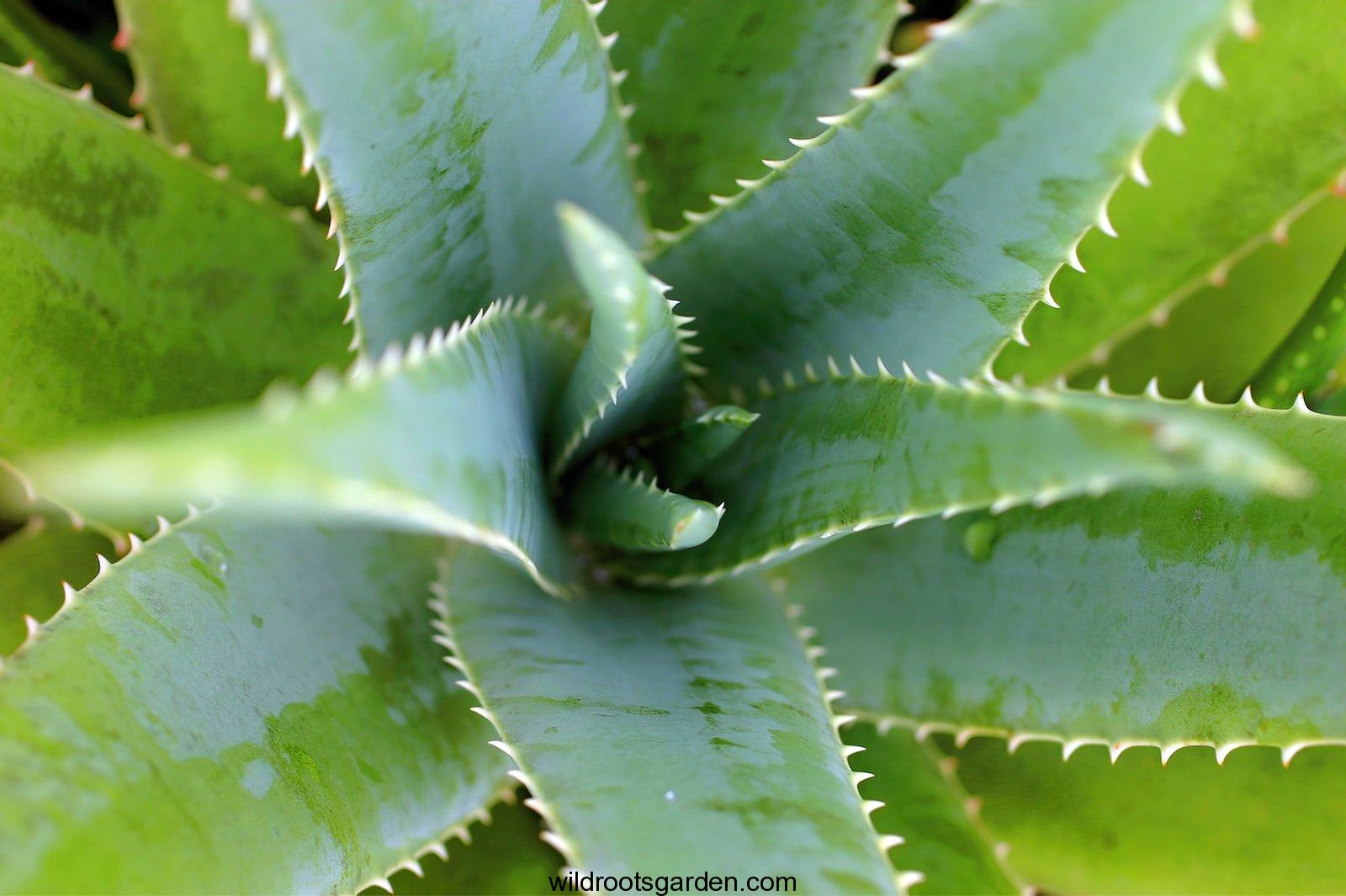 Aloe Vera for Dark Spots,green plant in close up photography