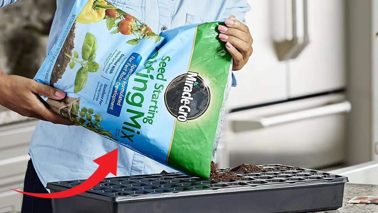 The Dos and Don'ts of Using Miracle-Gro on Seedlings