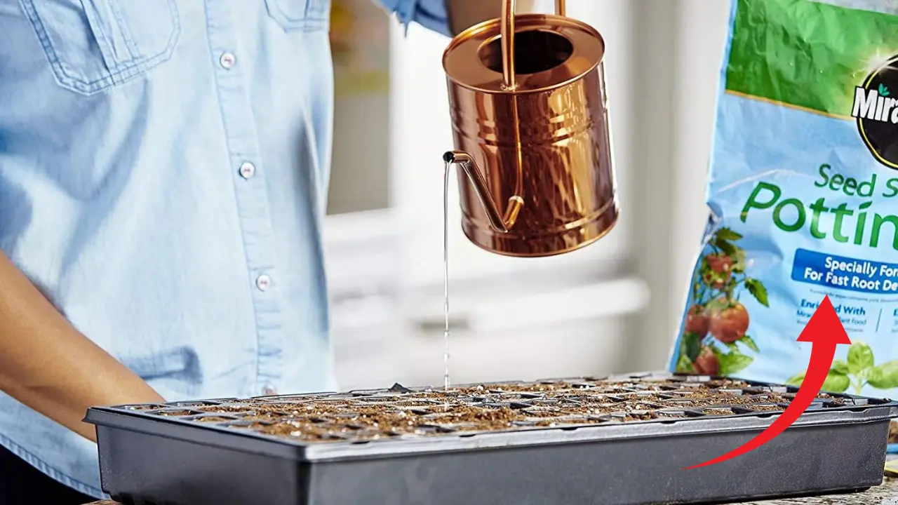 The Dos and Don'ts of Using Miracle-Gro on Seedlings