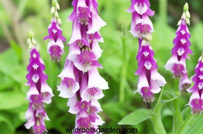 Can I Sow Foxglove Seeds in September