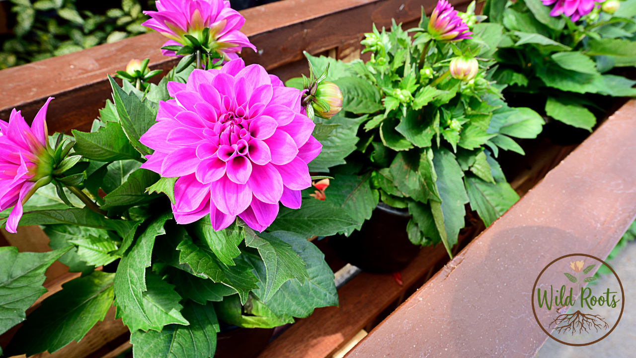 Are Dahlias Perennials in Zone 5? 6 Are Dahlias Perennials in Zone 5