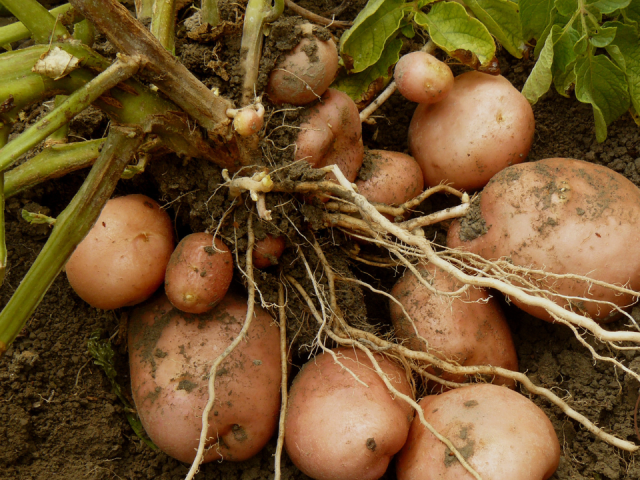 Can I Plant a Whole Potato in Water? Guide to Growing Potatoes Indoors