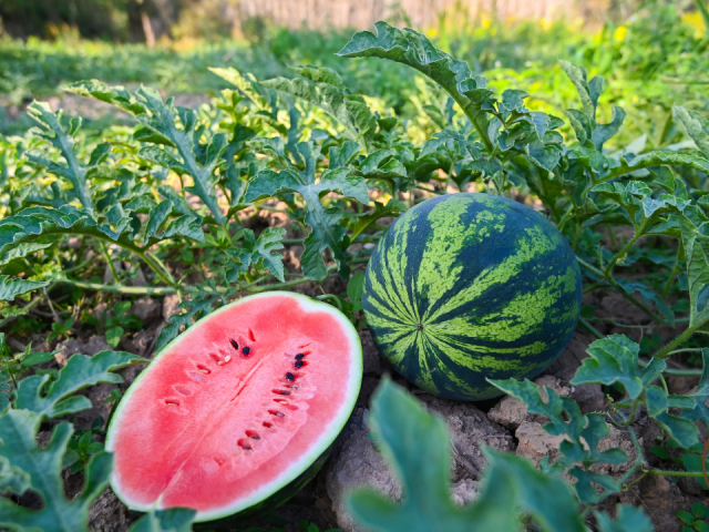 Can You Grow Watermelon in a 5-Gallon Bucket? Complete Step-by-Step Guide for Container Success