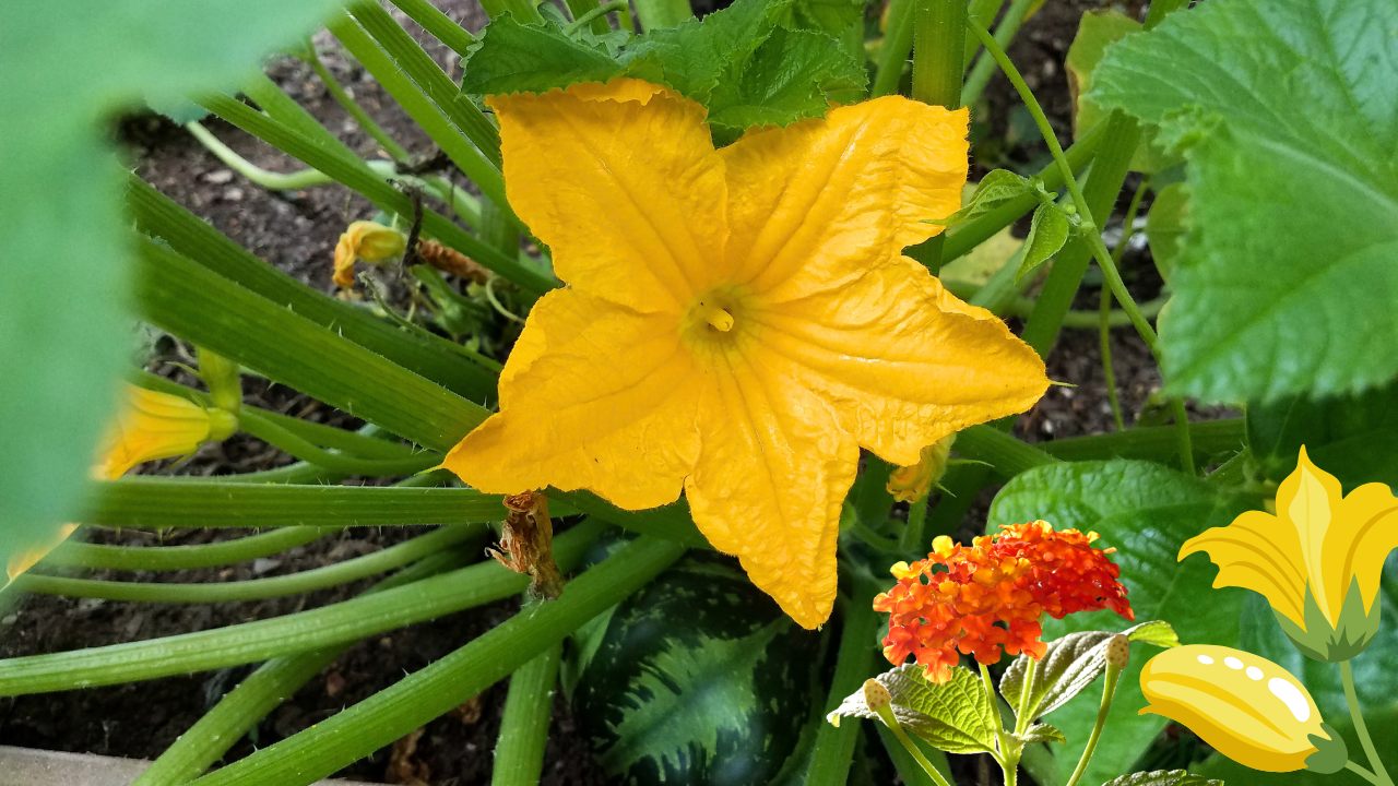 Yellow Squash Turning Orange