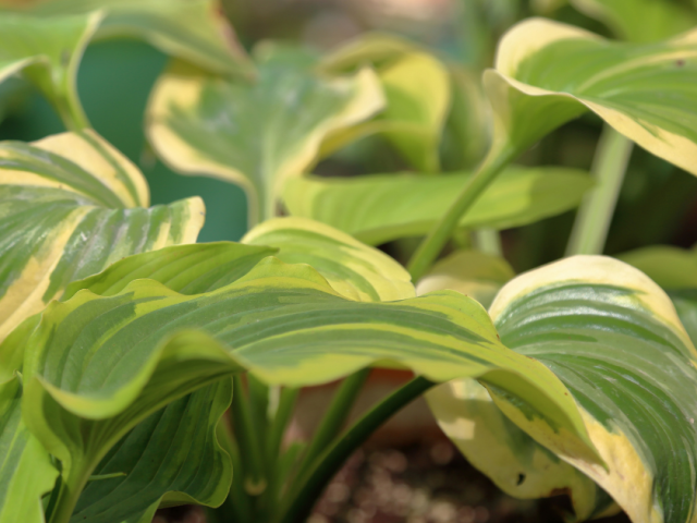 Growing Caladiums as Stunning Perennials in Zone 8