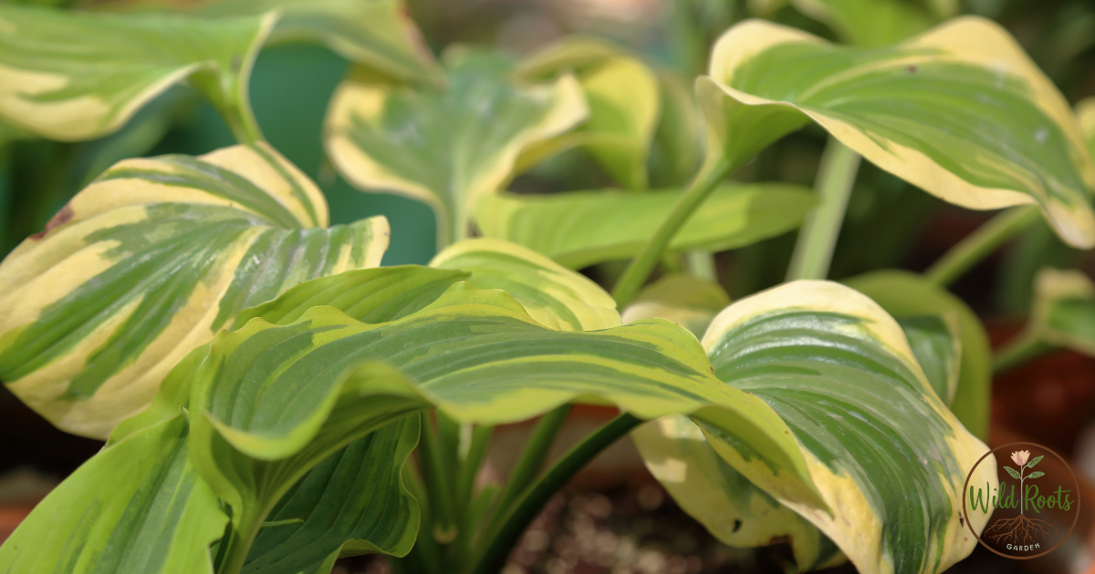 Growing Caladiums as Stunning Perennials in Zone 8