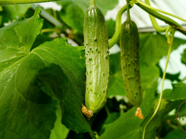 Best Cucumbers for Pickling: Why Burpless Varieties Are the Ultimate Choice