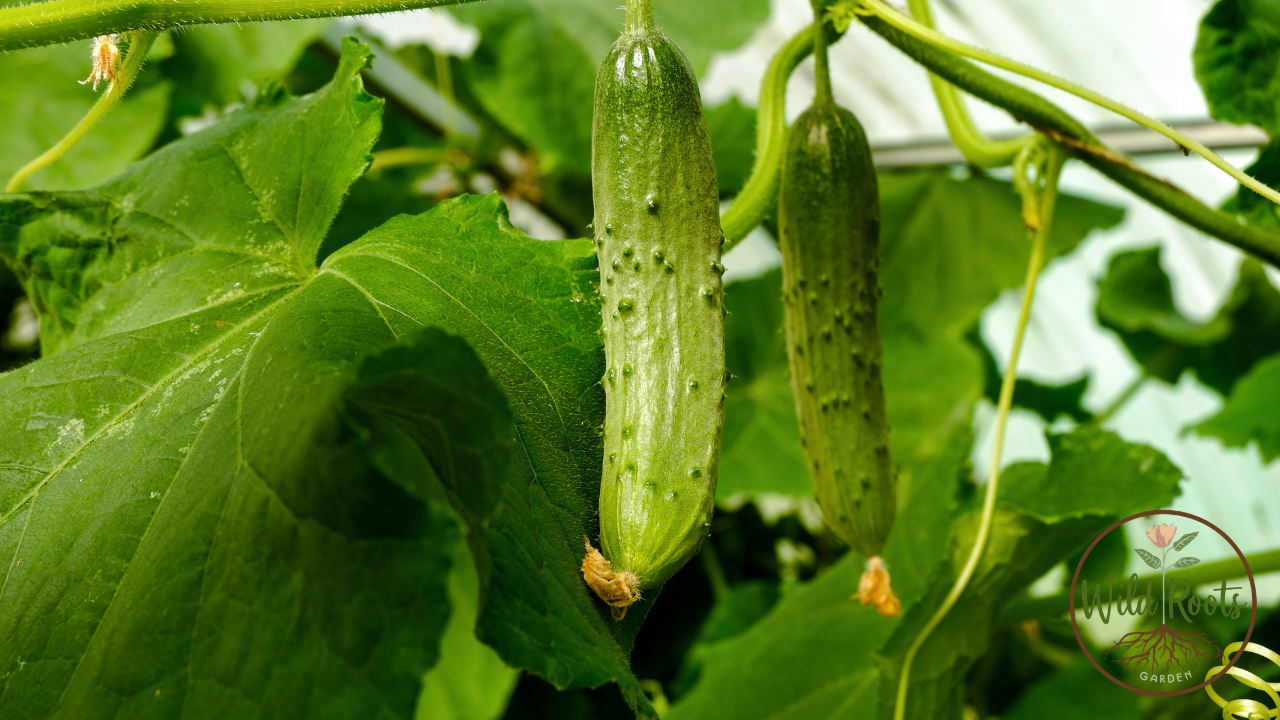 Two cucumbers growing on vine