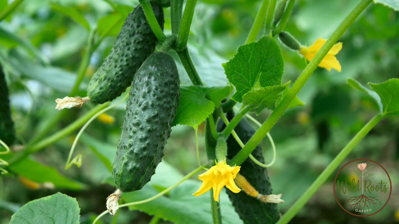 Cucumbers growing on green vines