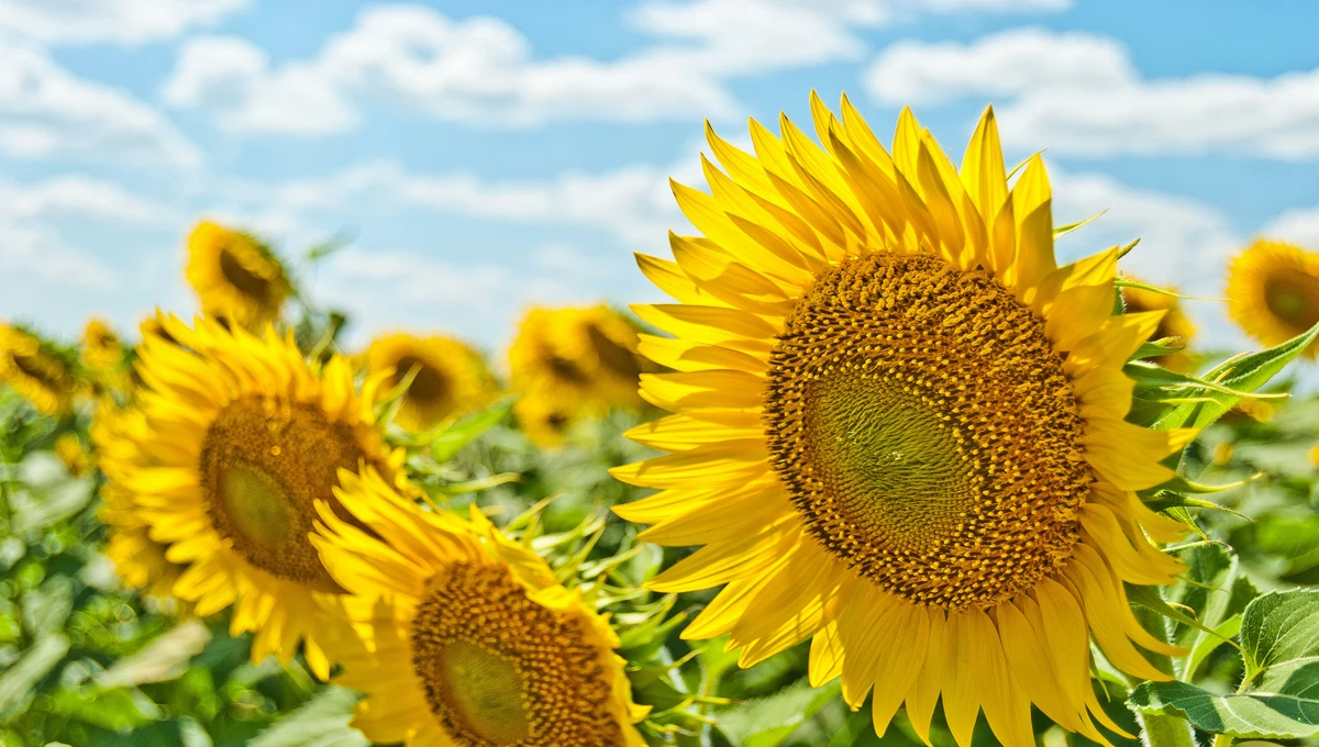 How A Sunflower Uses Sunlight to Make Glucose