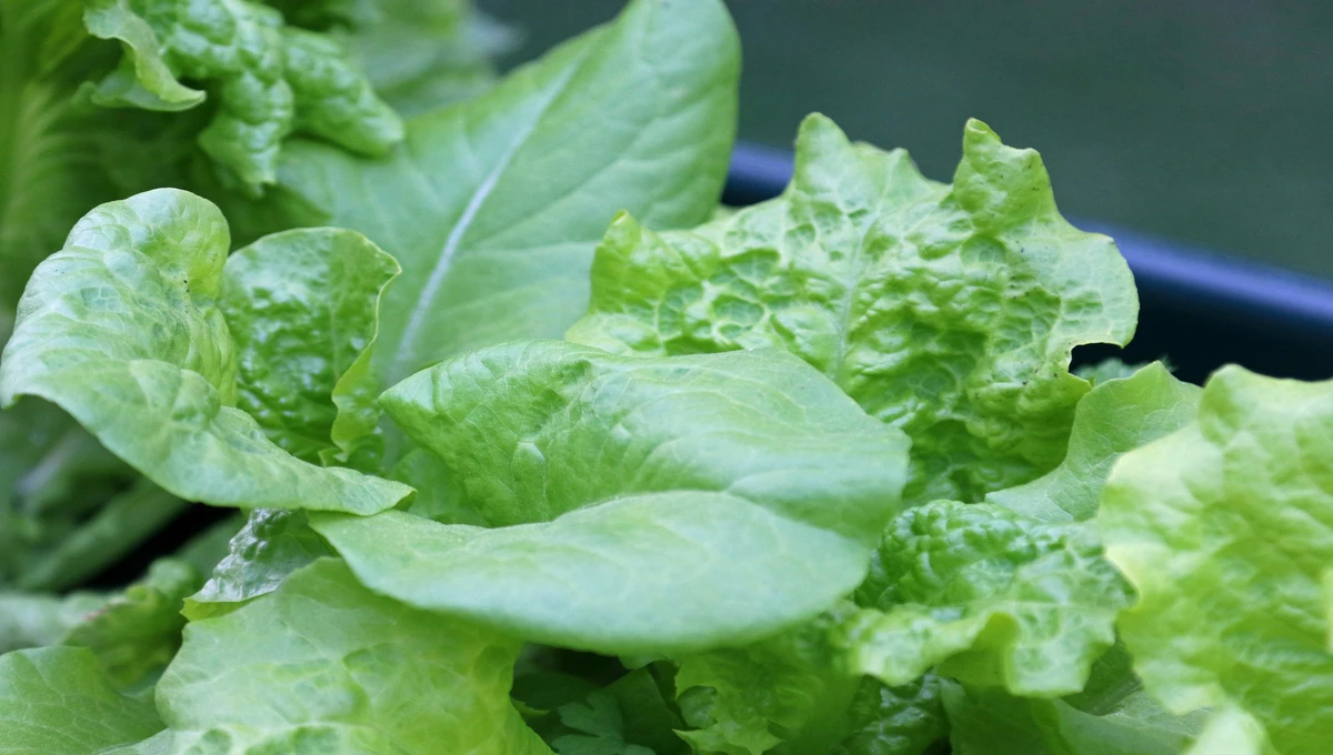 Types of Garden Lettuce