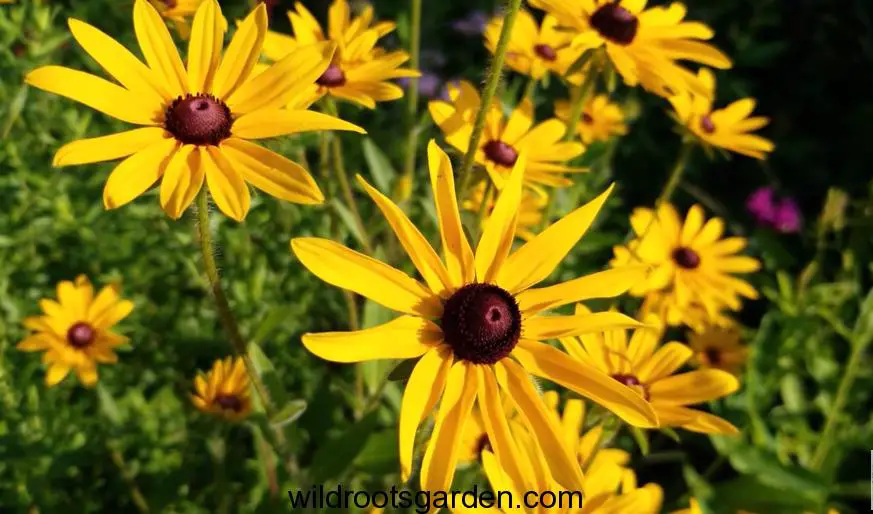 Growing Perennial Flowers That Bloom All Summer