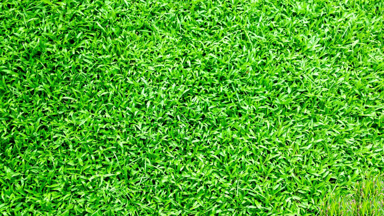 Can I Put Topsoil Over Grass and Reseed 8 Topsoil Over Grass