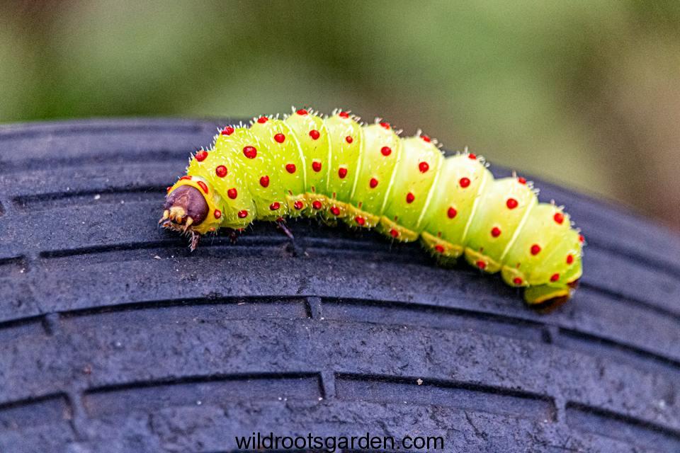 Caterpillar on a Tire,Caterpillar Looking Bug