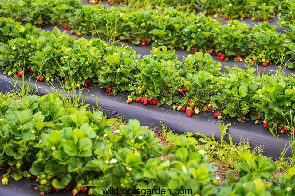 Strawberry Beds in Garden,garden bed layout ideas