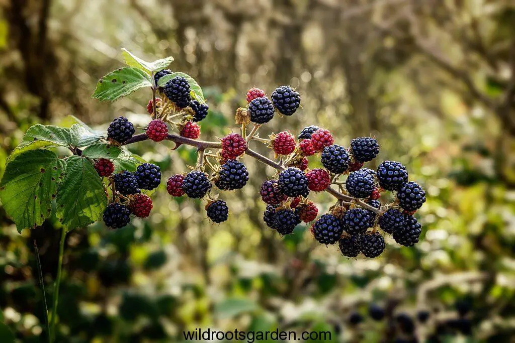 common bramble, blackberry, shrub,Bramble Tree