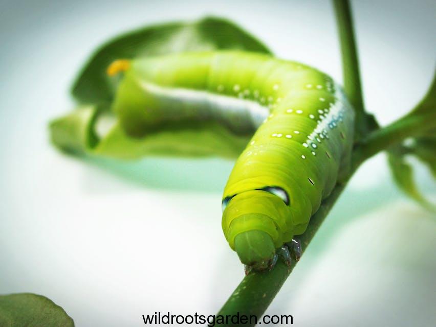 Green Tobacco Hornworm.Caterpillar on Green Plant in Close-up Photography